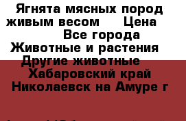 Ягнята мясных пород живым весом.  › Цена ­ 125 - Все города Животные и растения » Другие животные   . Хабаровский край,Николаевск-на-Амуре г.